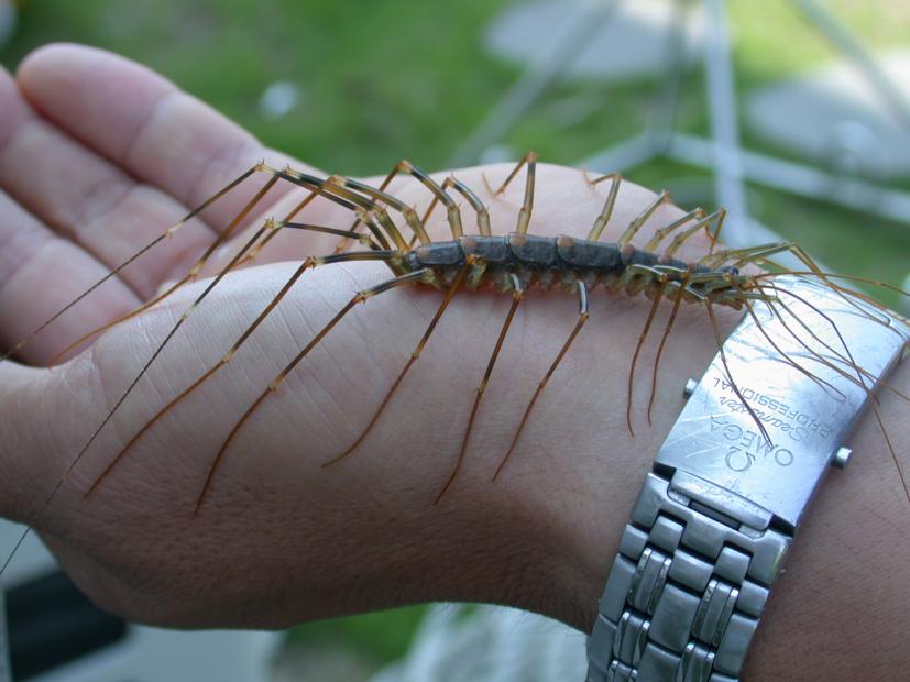Image house centipede Image house centipede